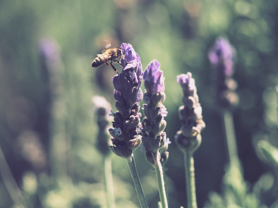Lavender flowers in bloom