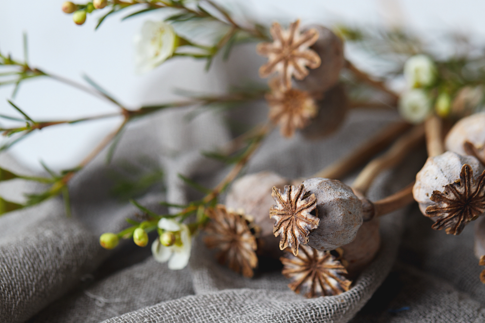 Dried botanicals arranged on linen